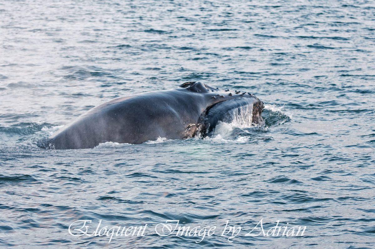 Humpback Whale (Iceland)