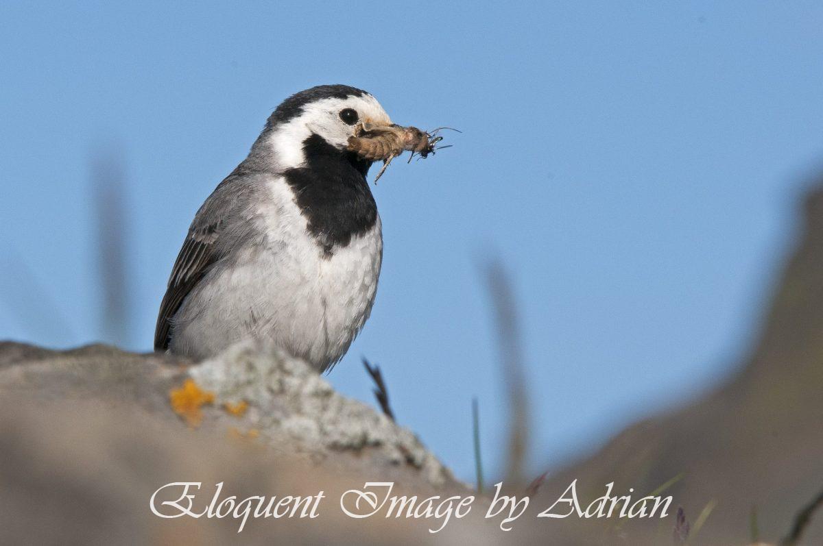 White Wagtail