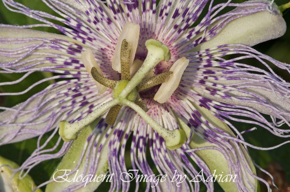 Florida Passion Flower