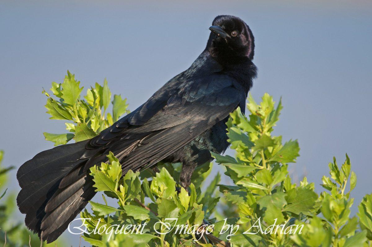 Boat-tailed Grackle