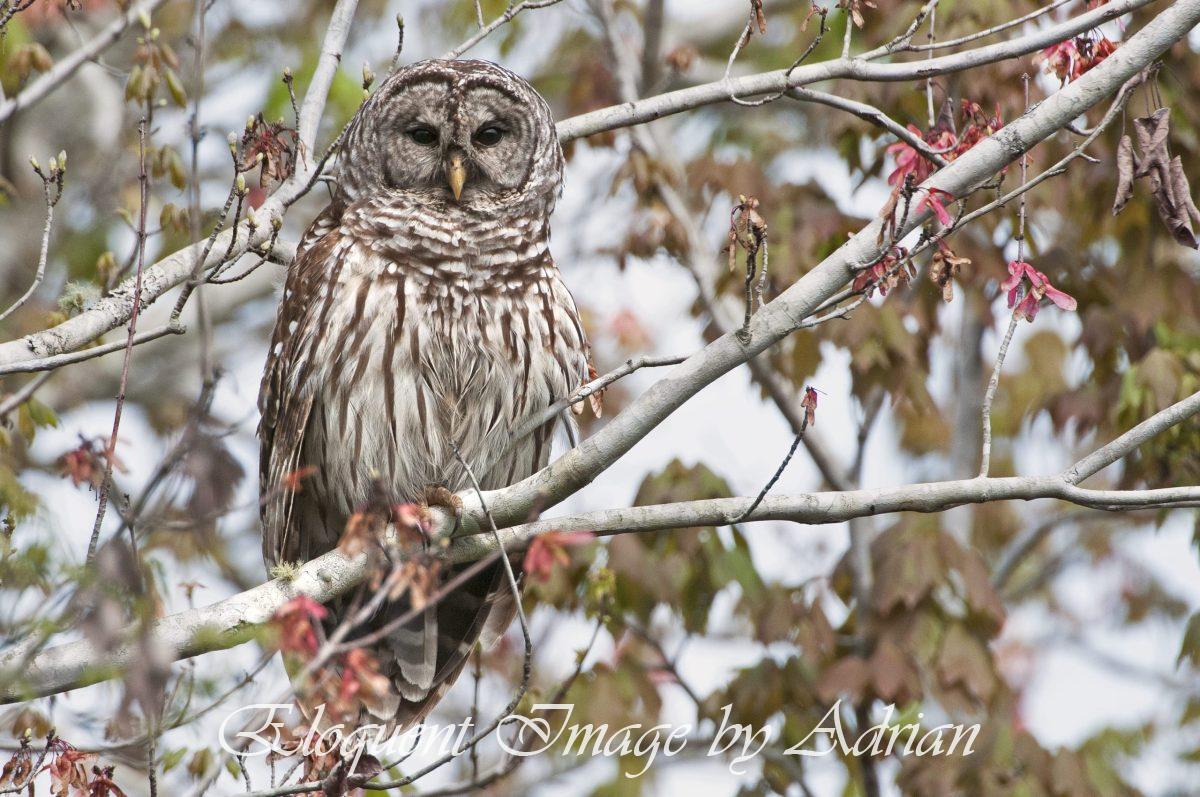 Barred Owl
