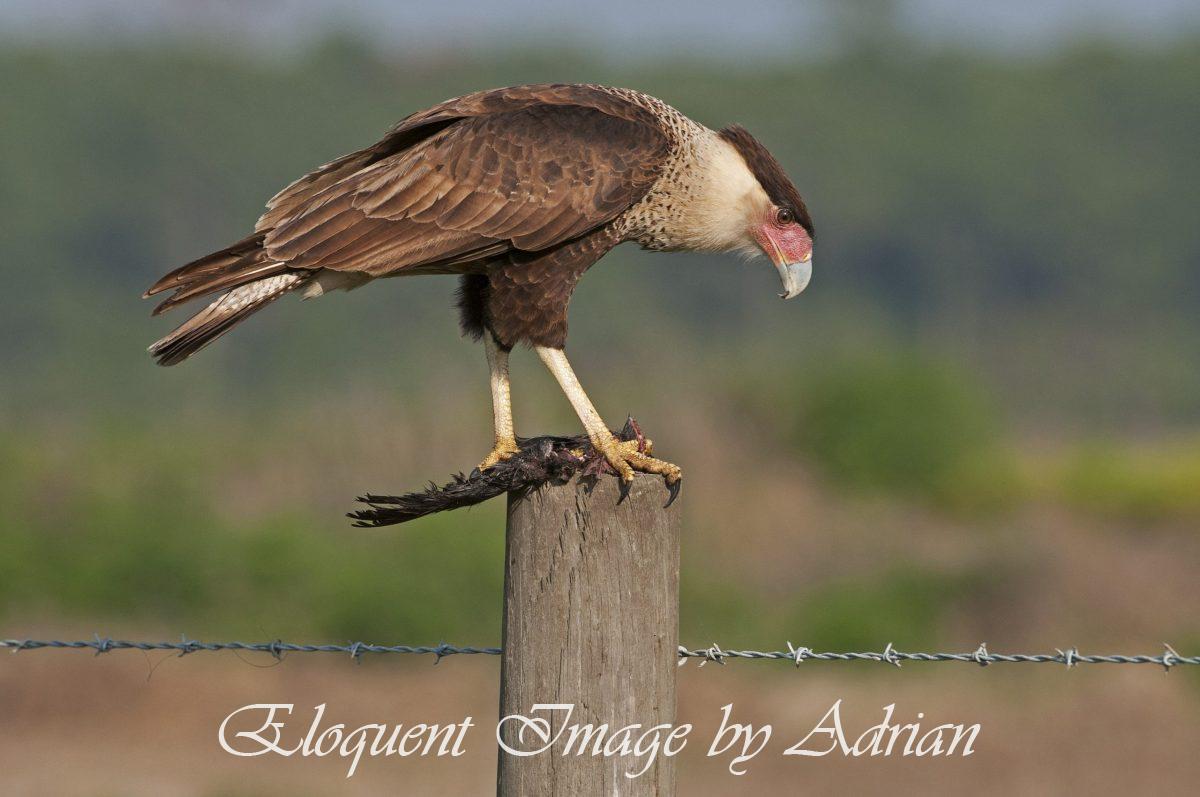 Crested Caracara