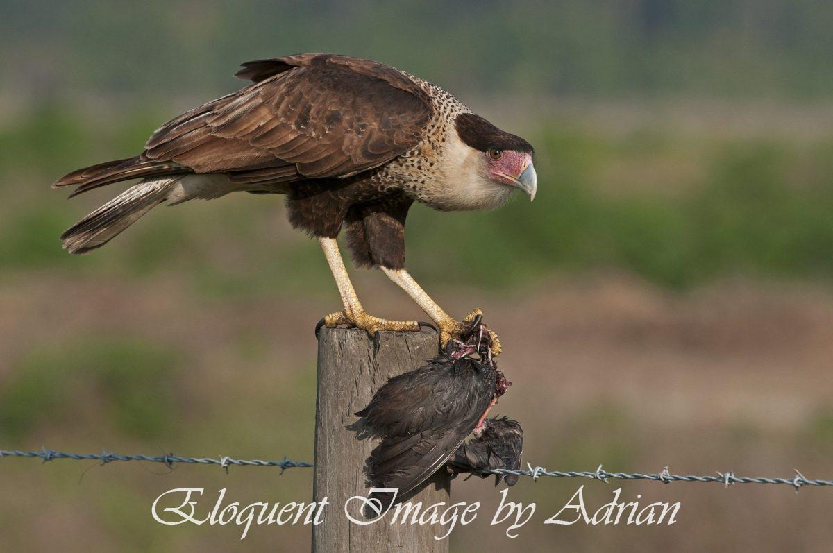 Crested Caracara