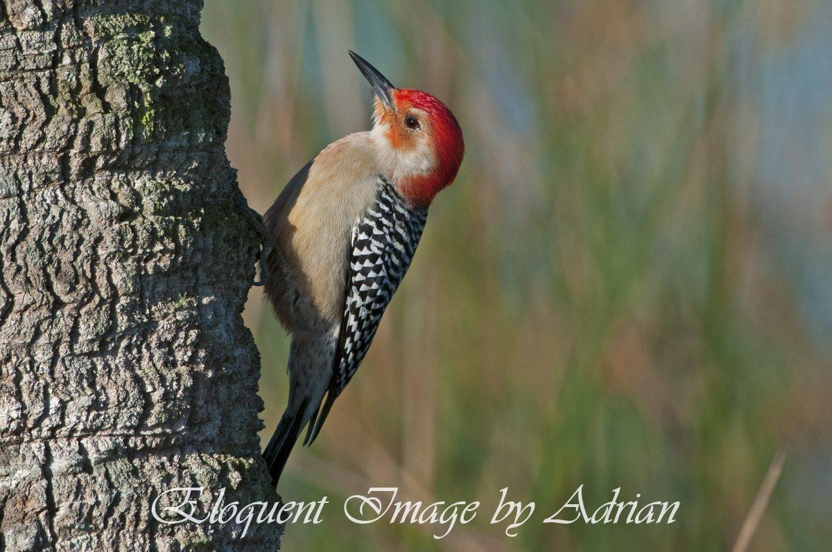 Red-bellied Woodpecker