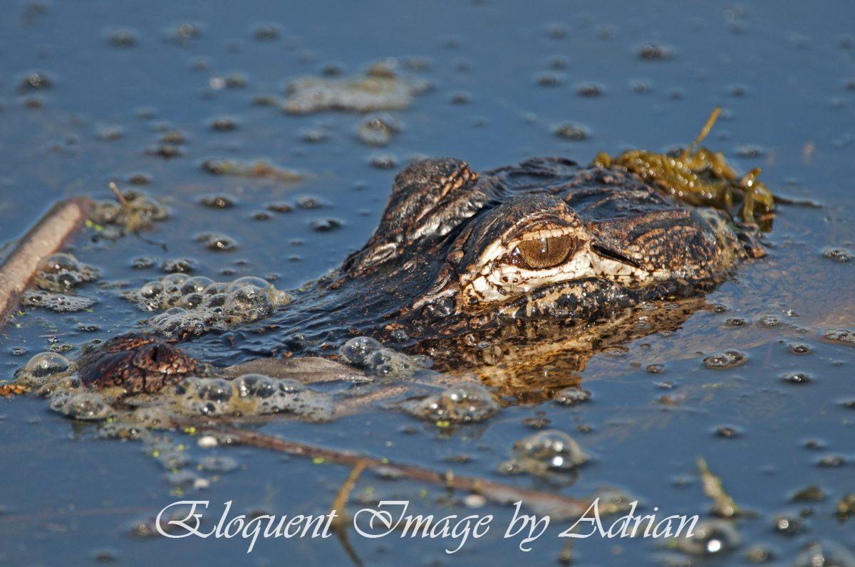 Alligator