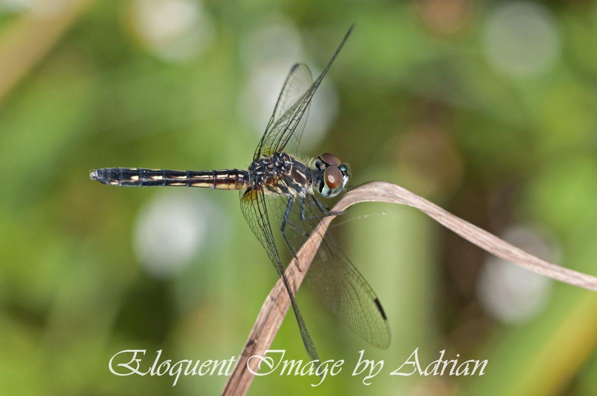 Blue Dasher