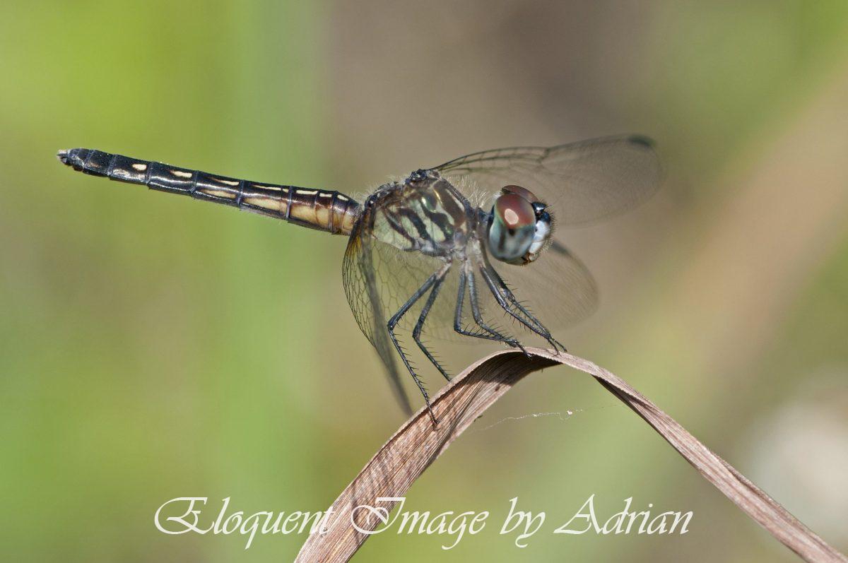 Blue Dasher