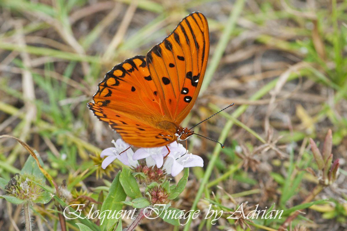 Gulf Fritillary