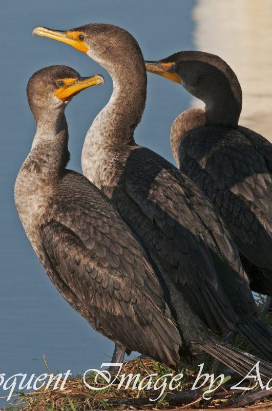 Double-crested Cormorants