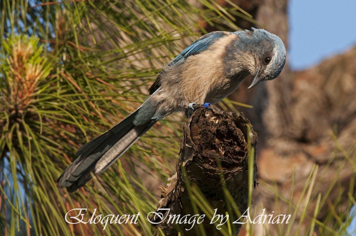 Florida Scrub-jay