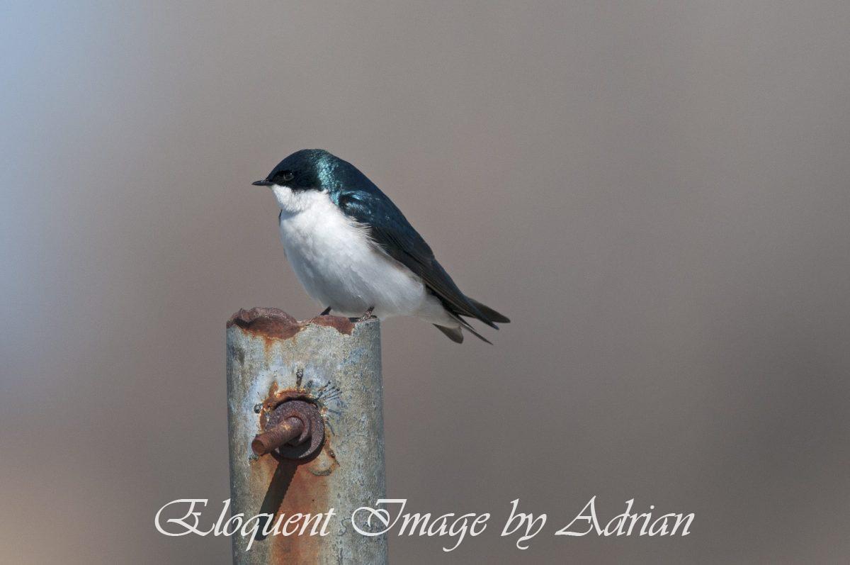 Tree Swallow