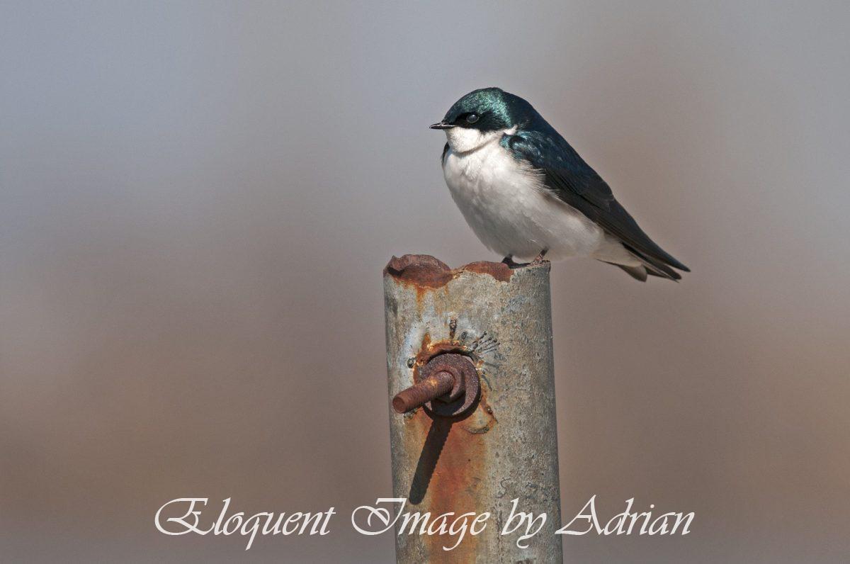 Tree Swallow