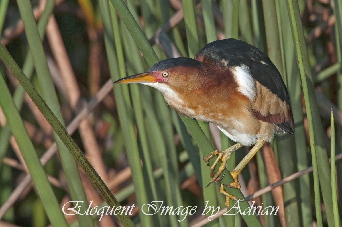 Least Bittern