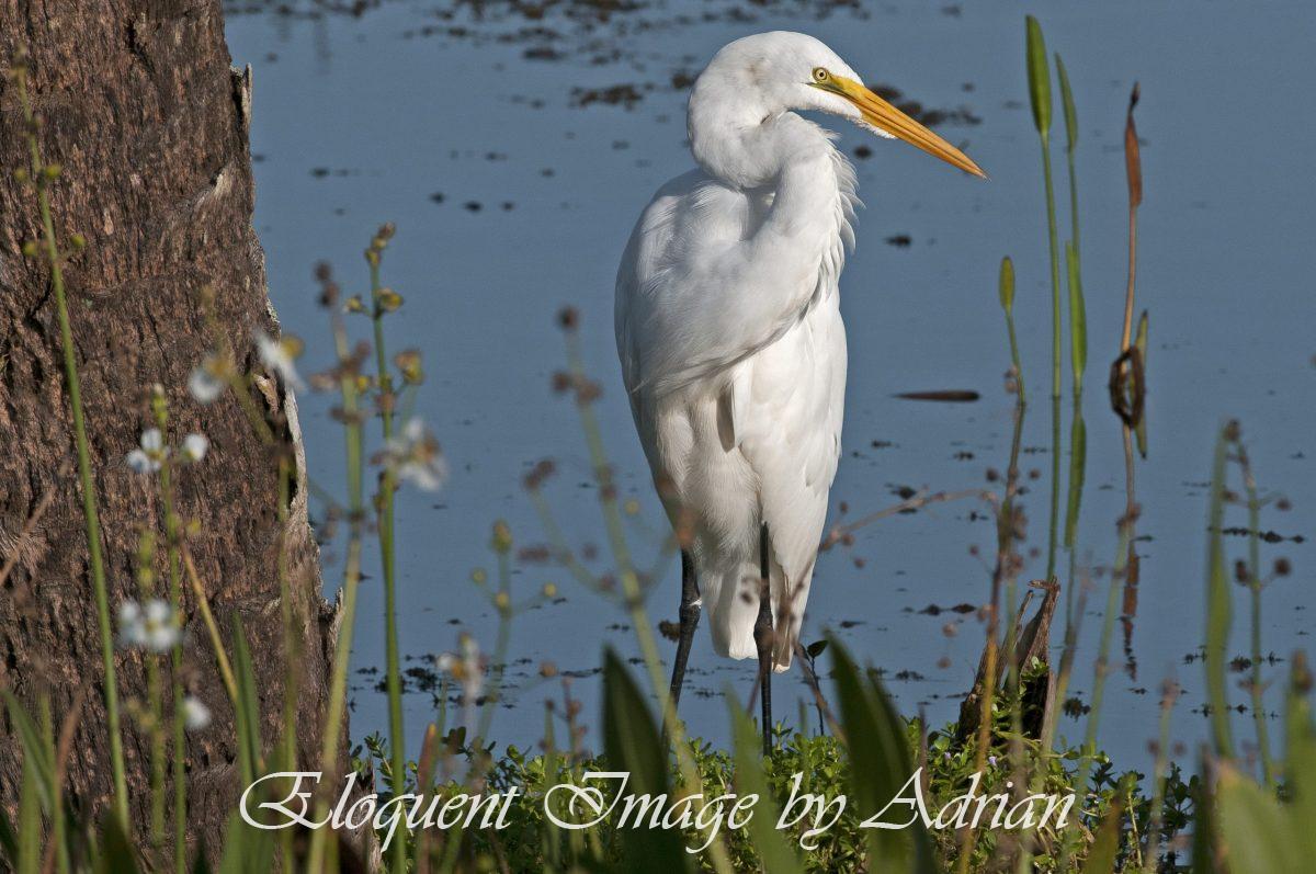 Great Egret