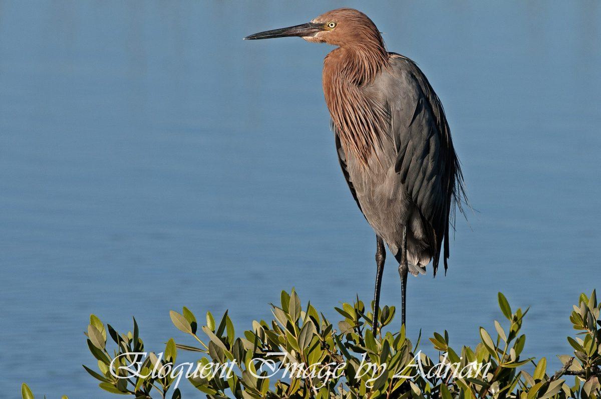 Reddish Heron