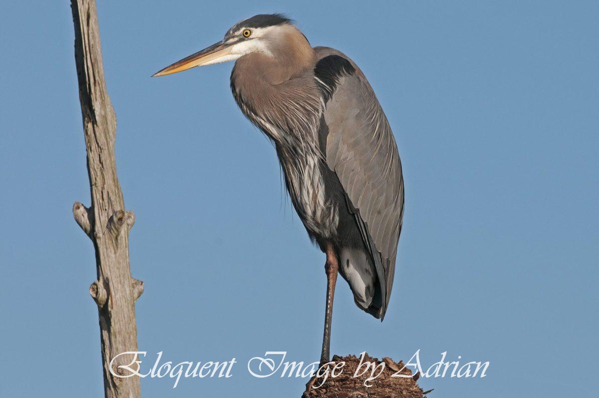 Great Blue Heron