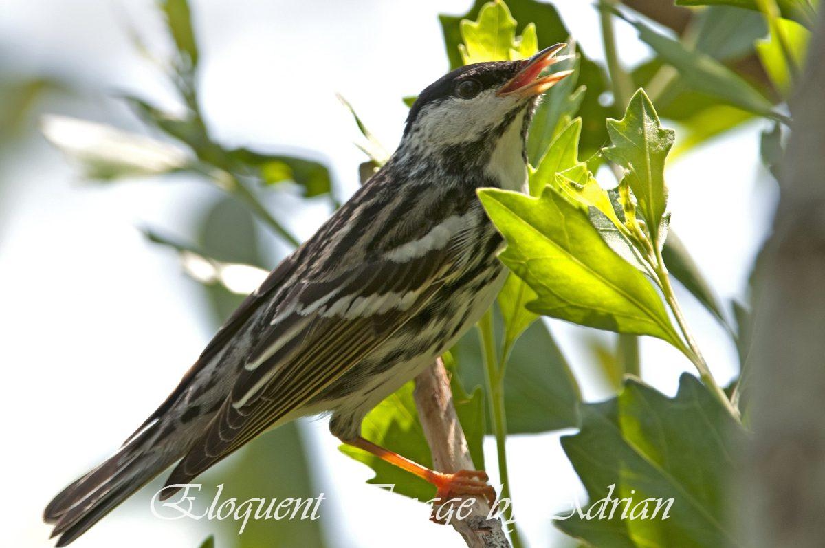 Blackpoll Warbler