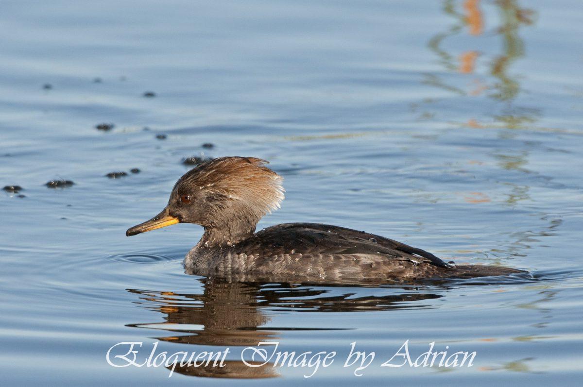 Hooded Merganser