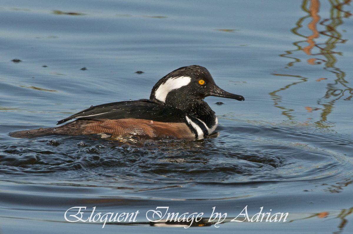 Hooded Merganser