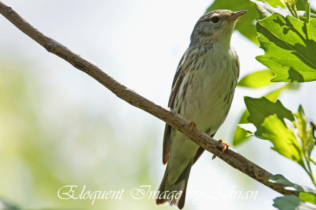 Blackpoll Warbler