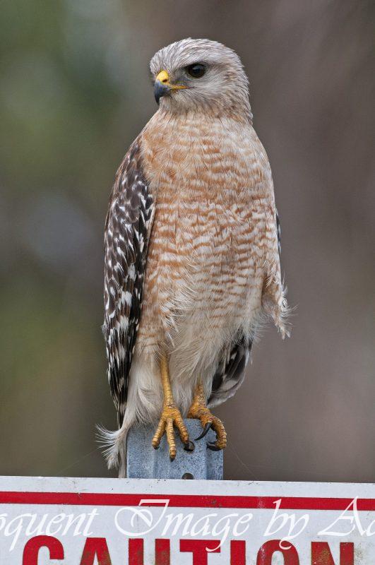Red-shouldered Hawk