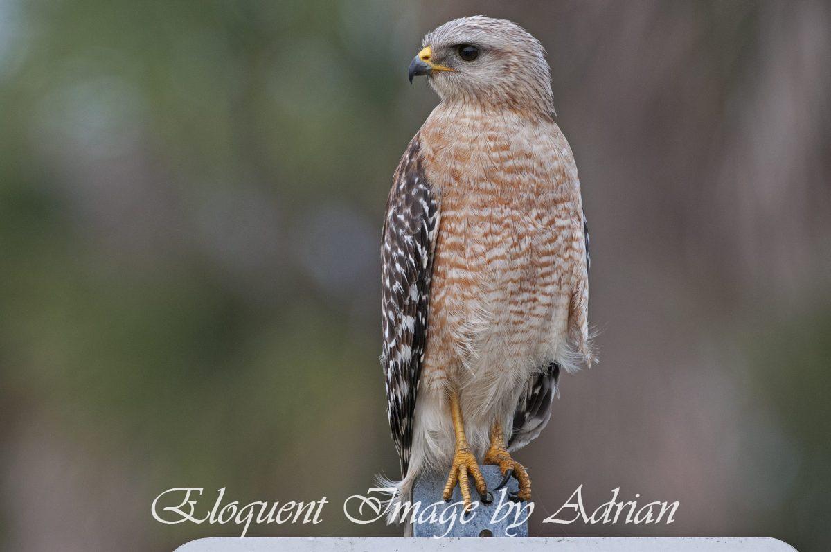 Red-shouldered Hawk