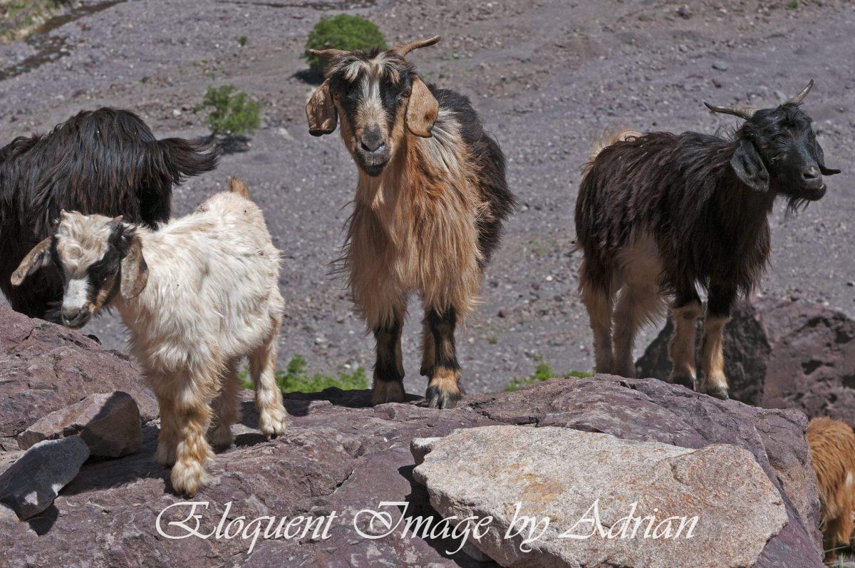 Toubkal Goats (Türkiye)