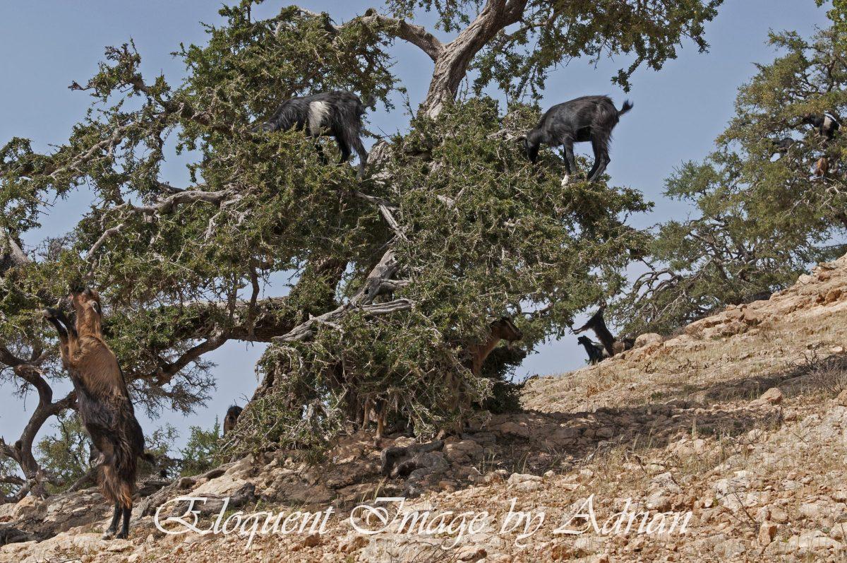Goats in the Argen (Morocco)