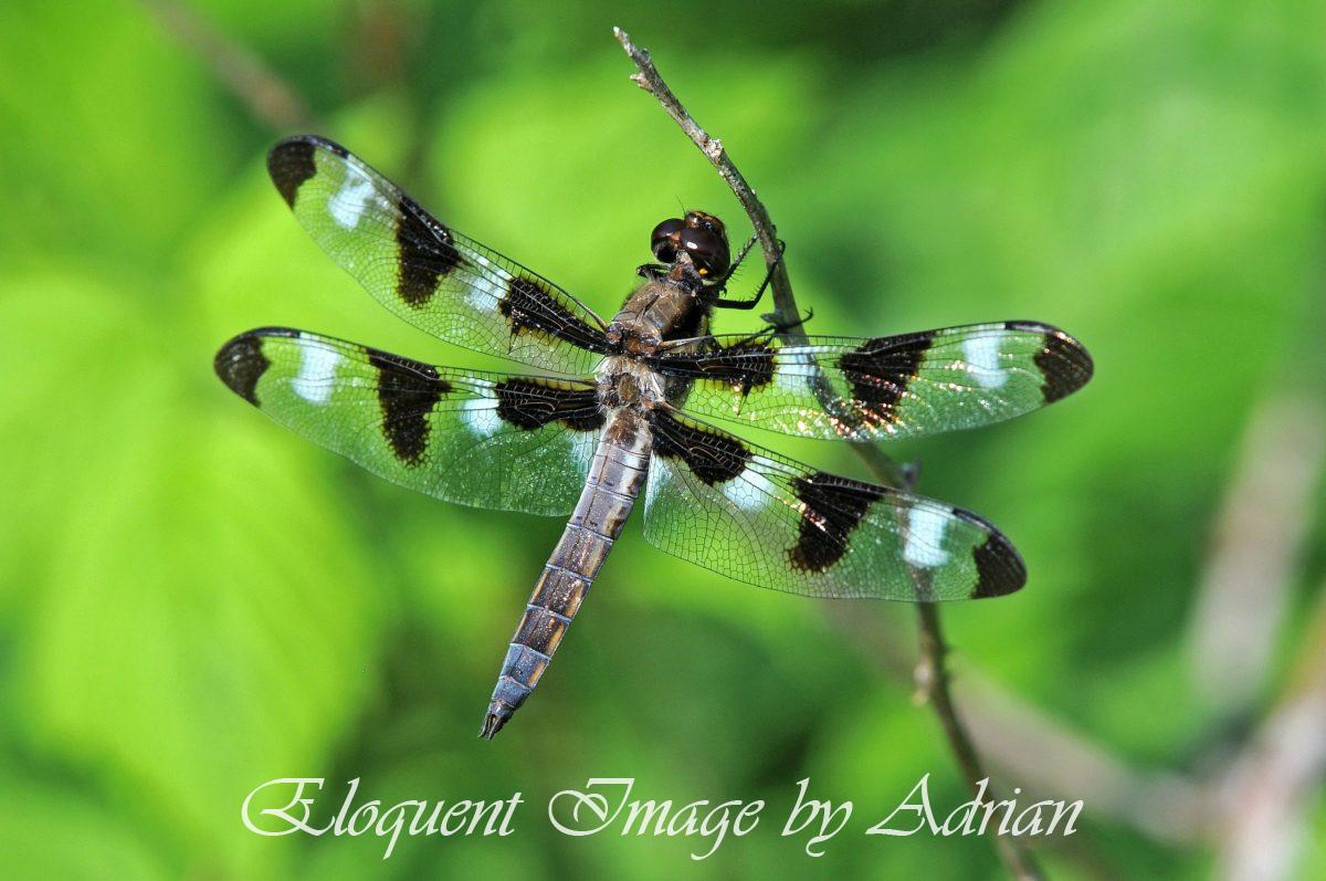 Twelve-spotted Skimmer