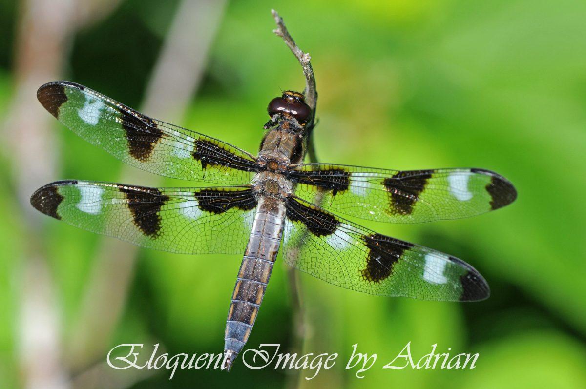 Twelve-spotted Skimmer