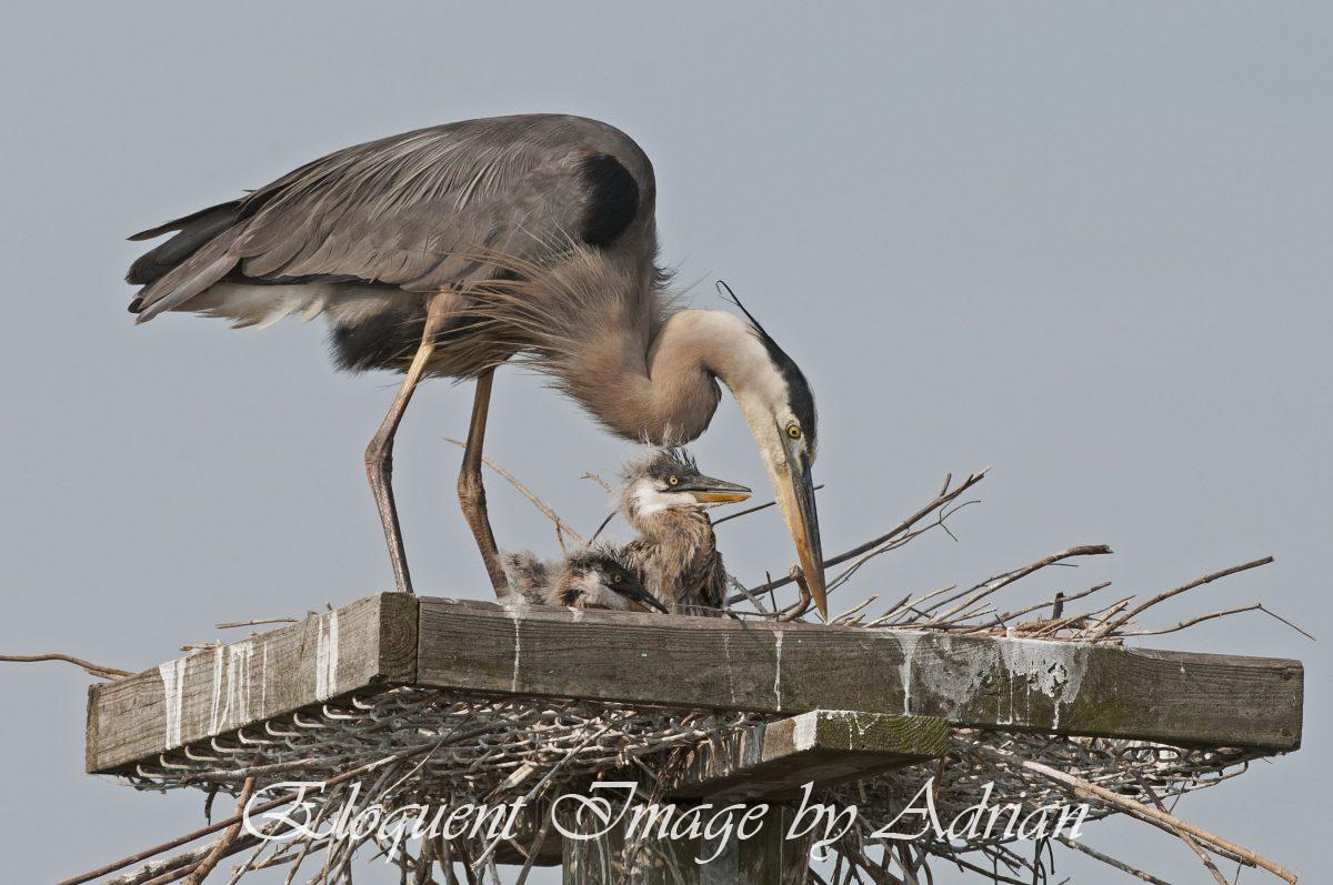 Great Blue Heron