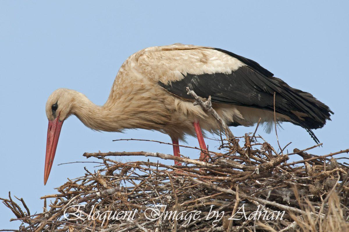 Stork