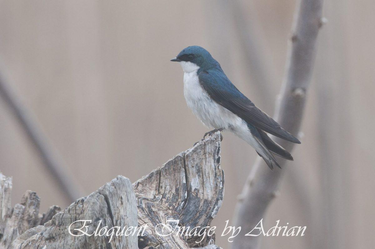 Tree Swallow