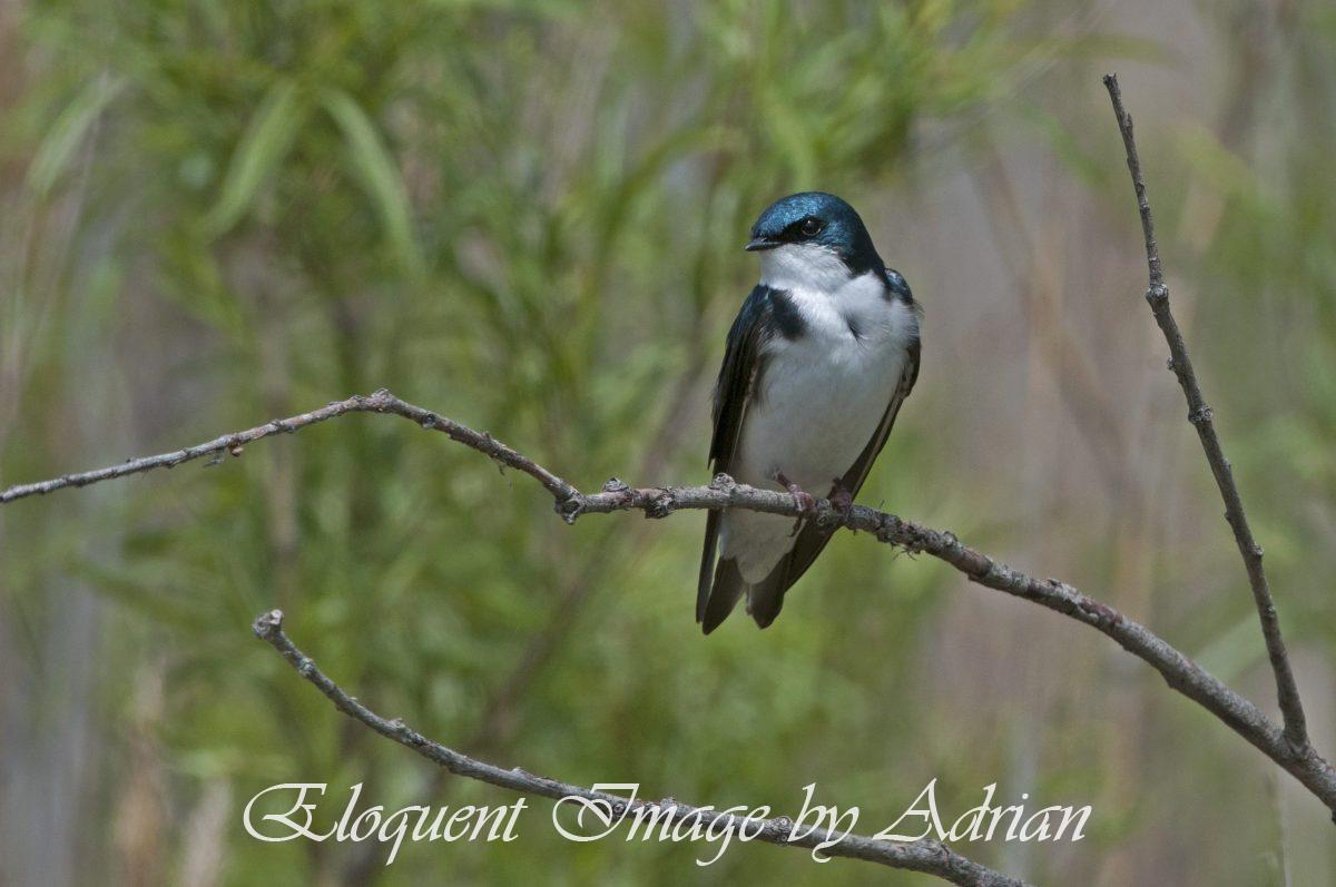 Tree Swallow