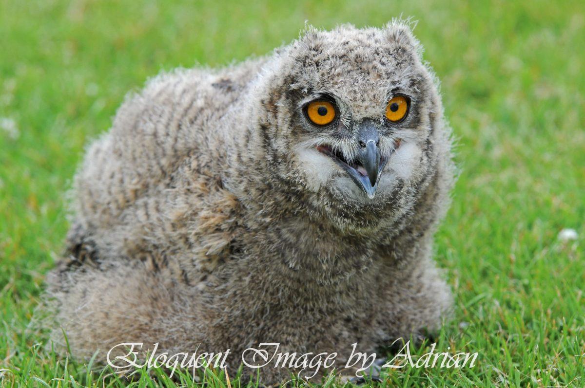 Eurasian Eagle Owl Chick