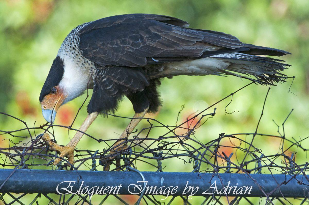 Crested Caracara