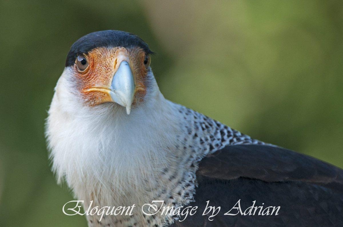 Crested Caracara