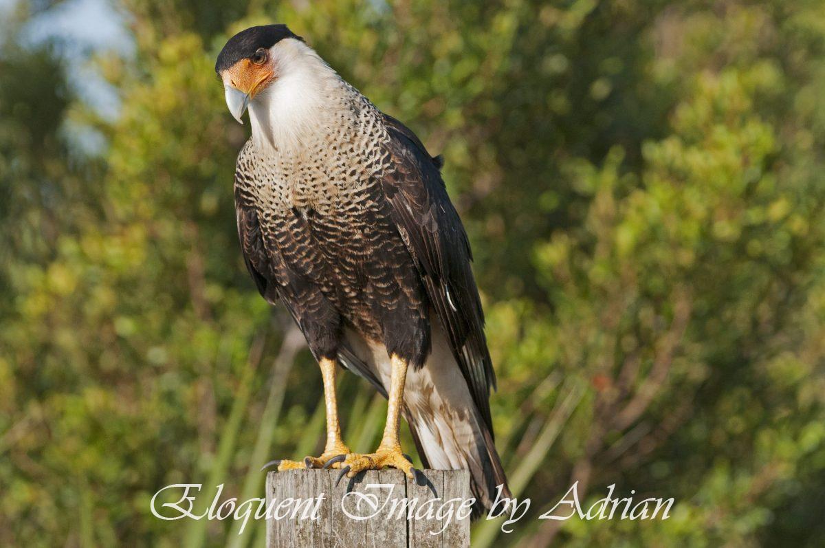 Crested Caracara