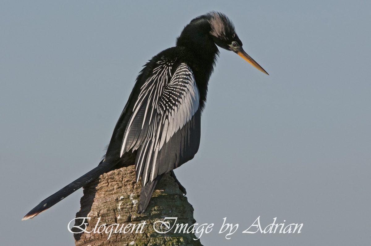Anhinga