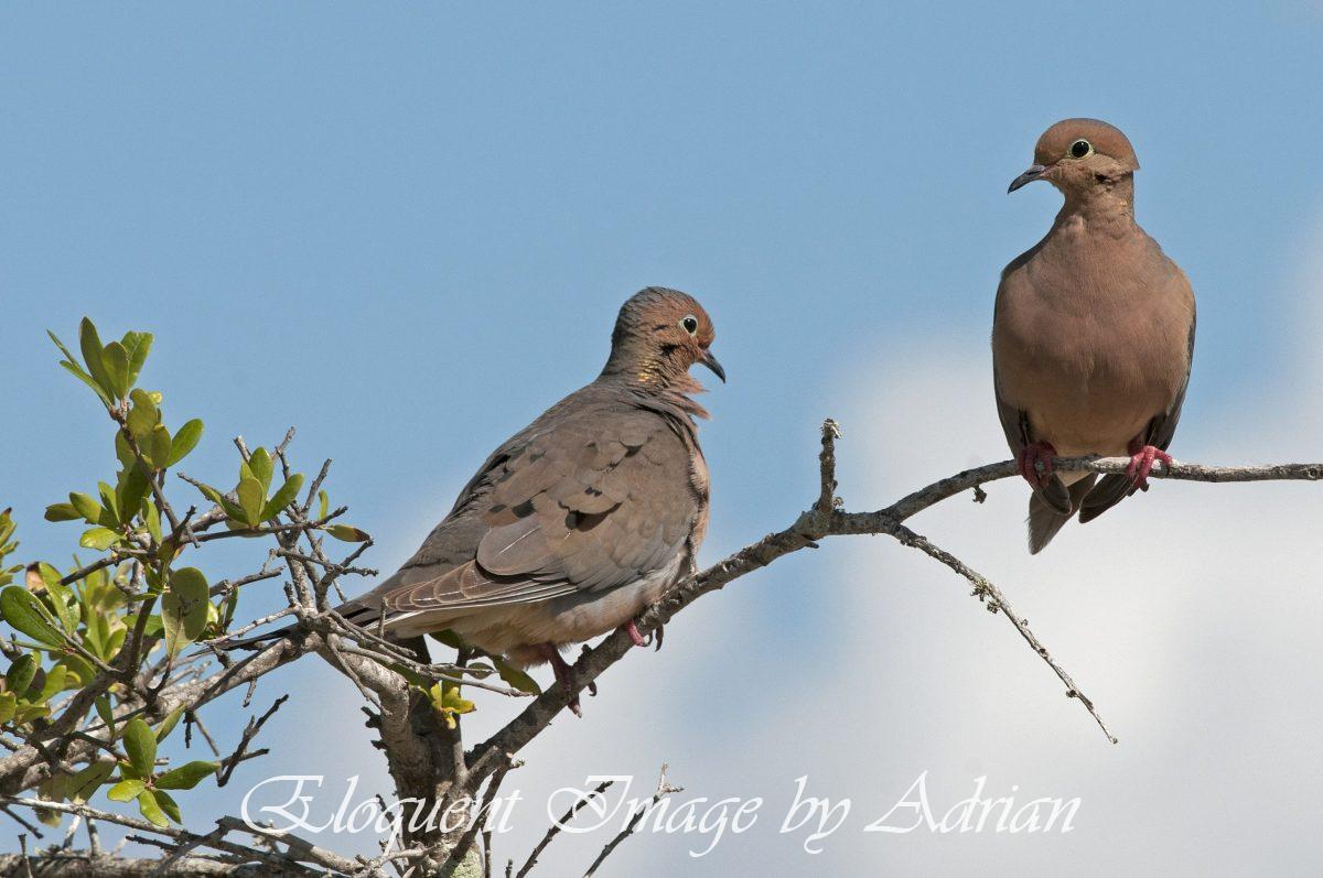 Mourning Doves