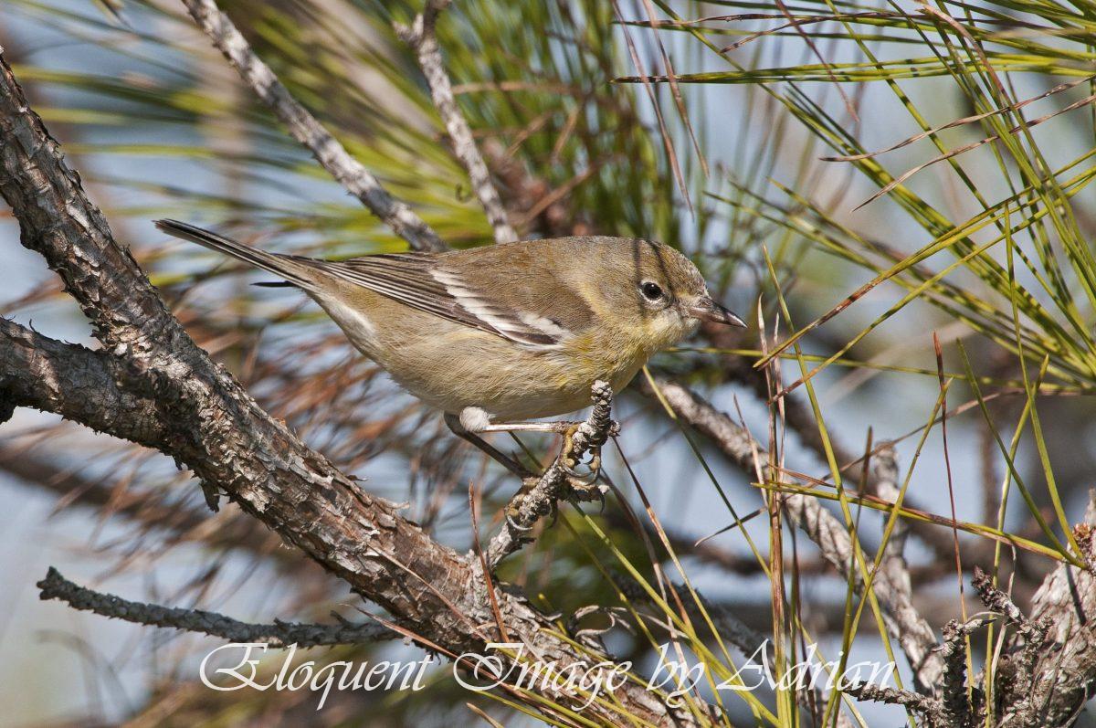 Pine Warbler