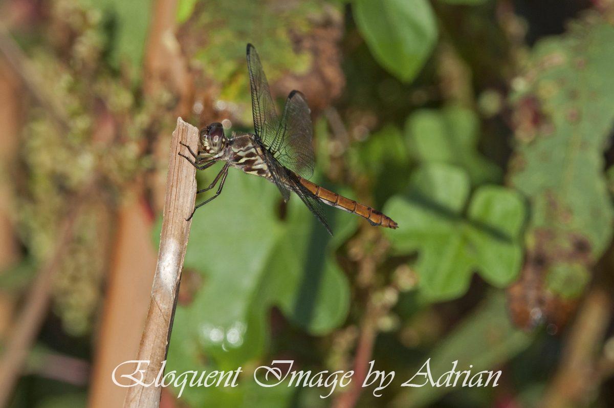 Roseate Skimmer