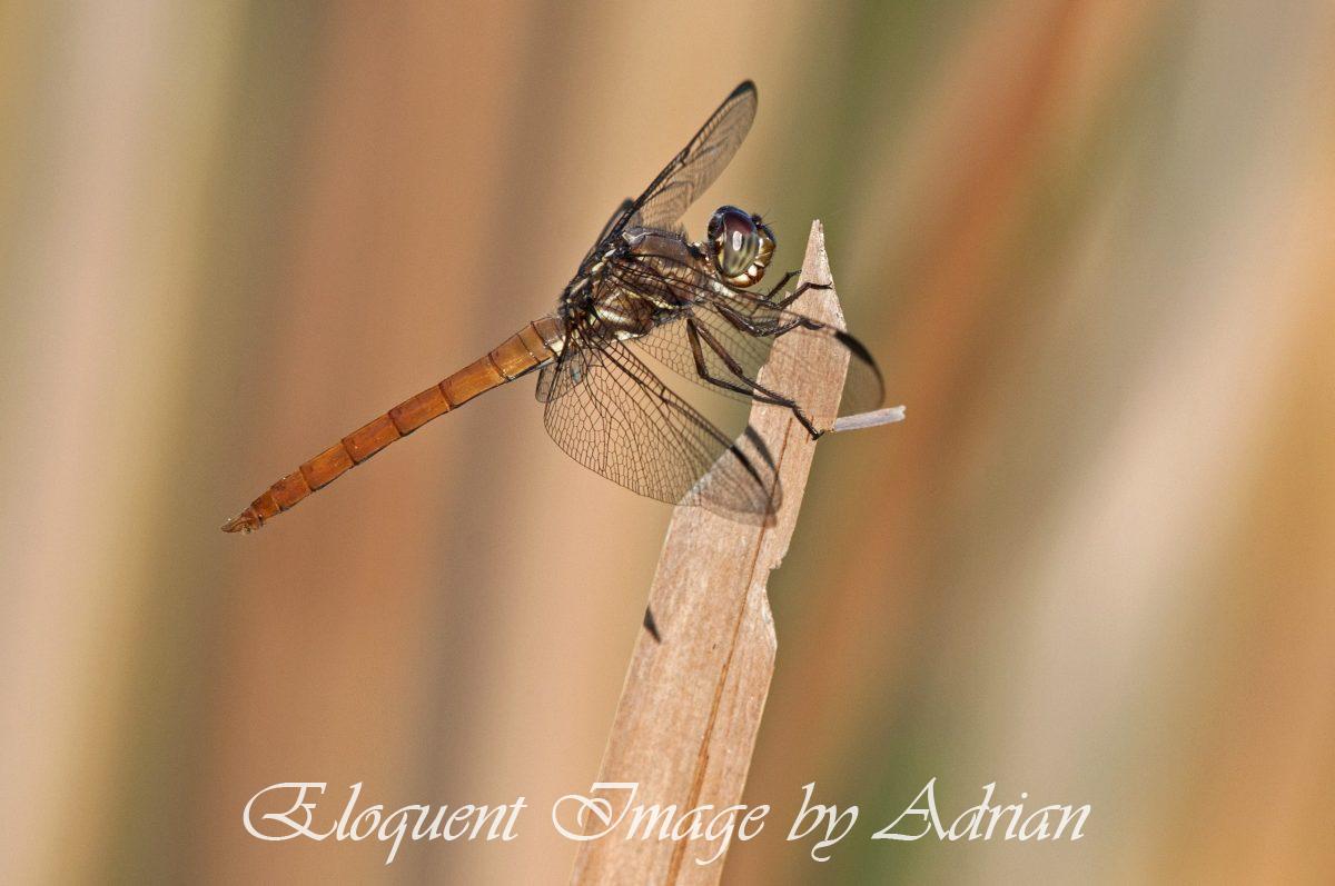 Roseate Skimmer