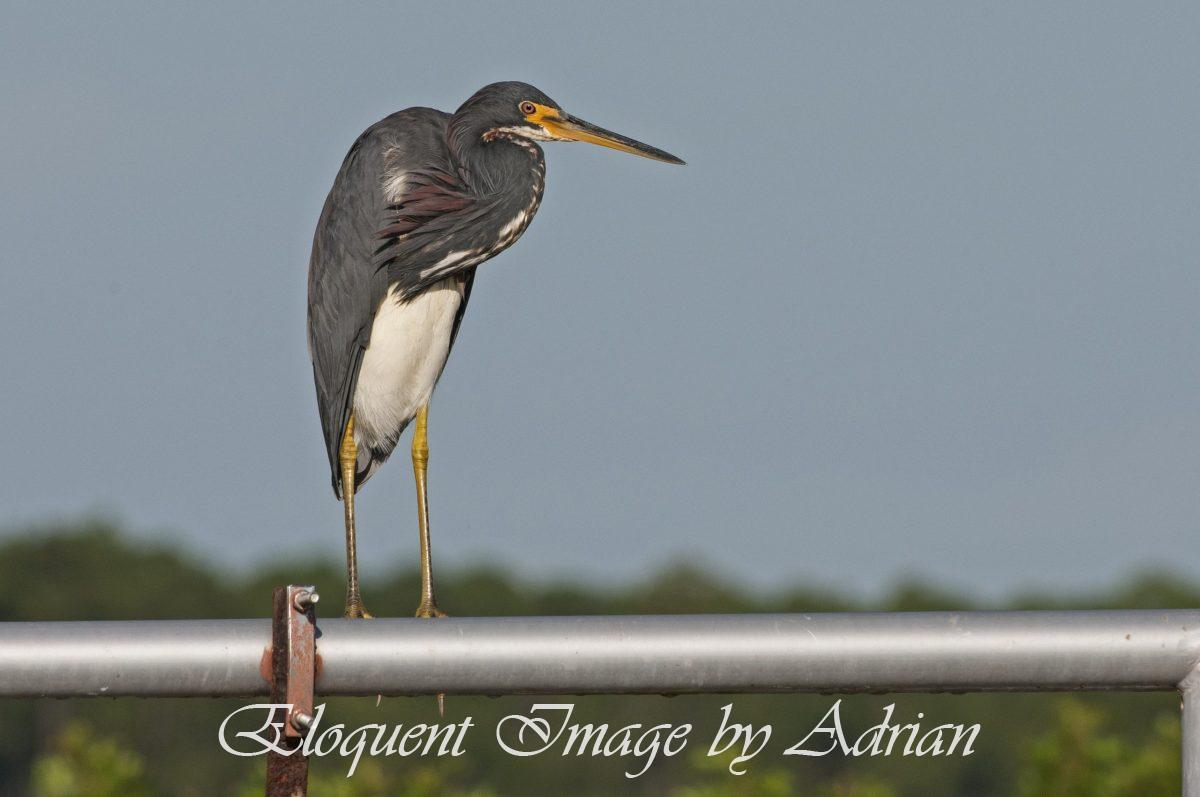 Tricolored Heron