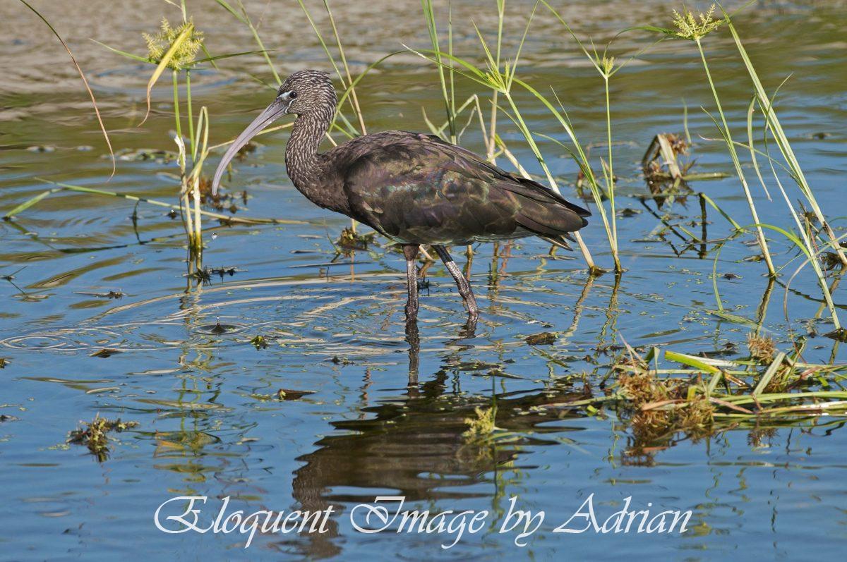 Glossy Ibis