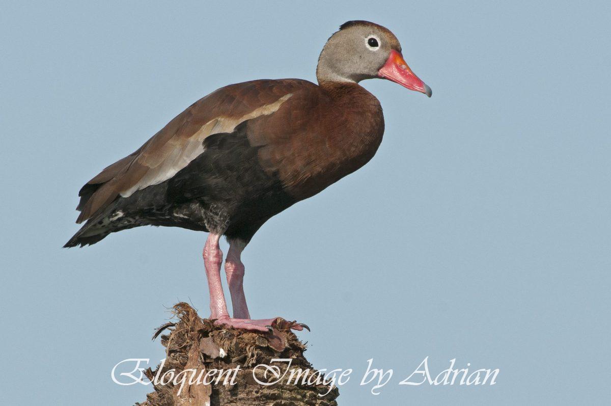 Black-bellied Whistling Duck