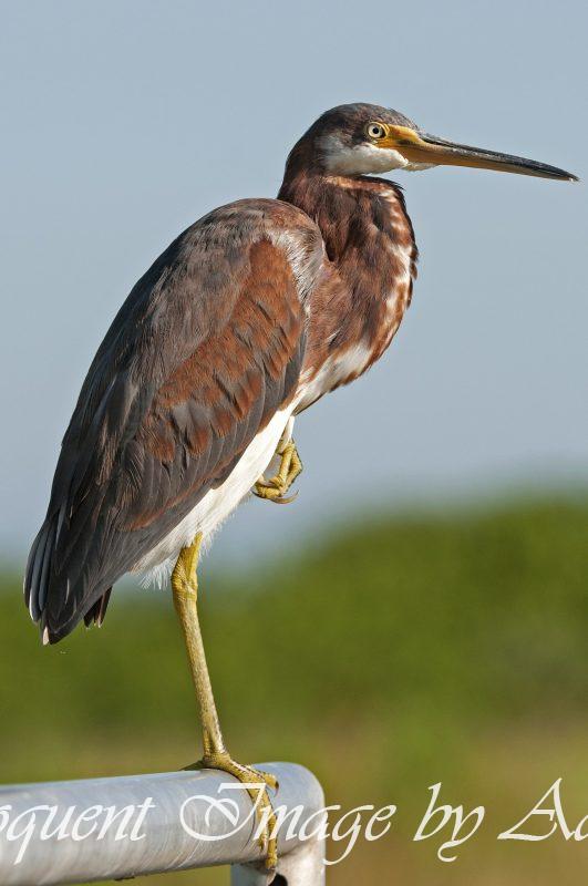 Tricolored Heron