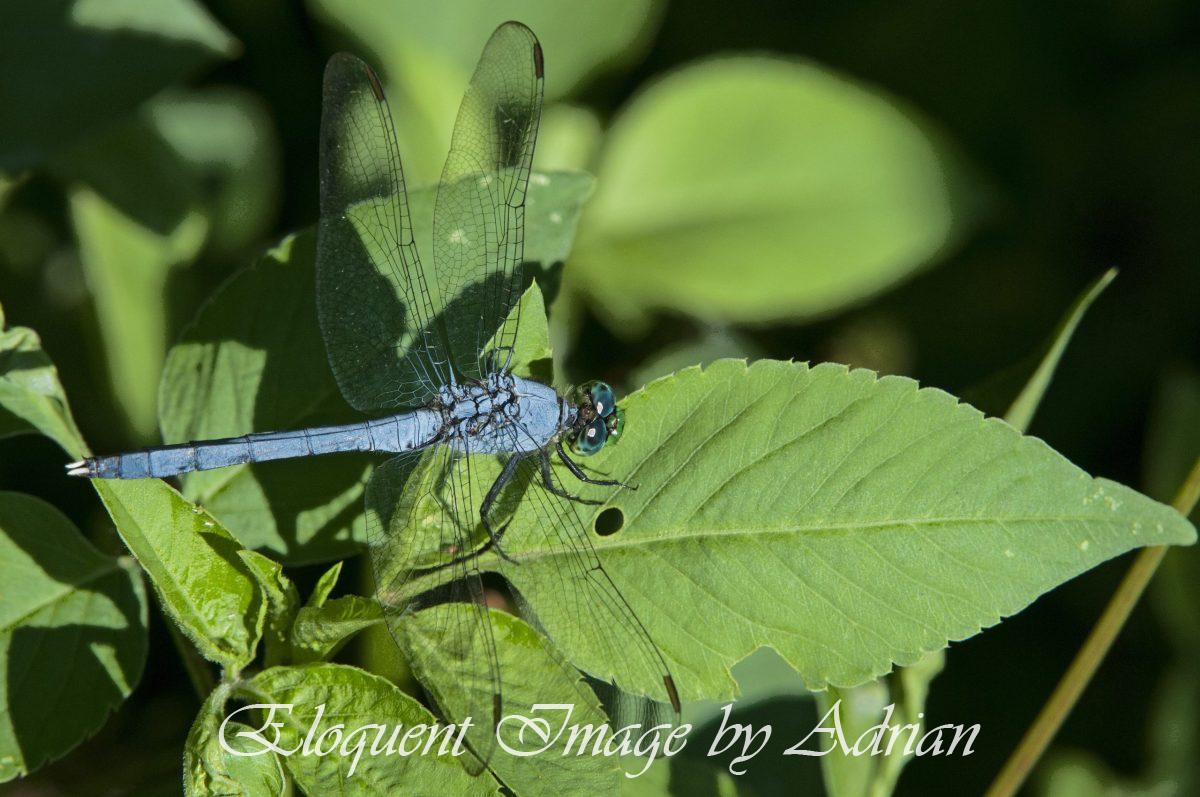 Dragonfly – Eastern Pondhawk