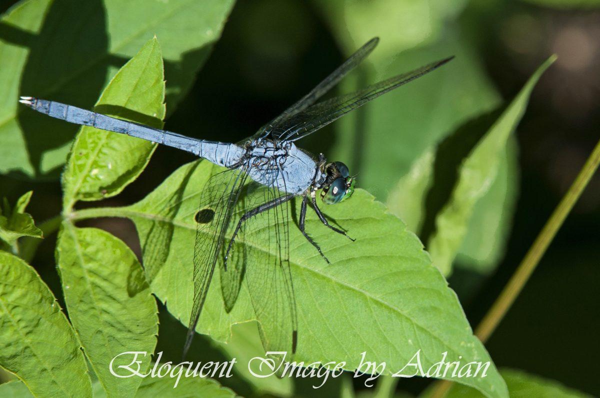 Dragonfly – Eastern Pondhawk
