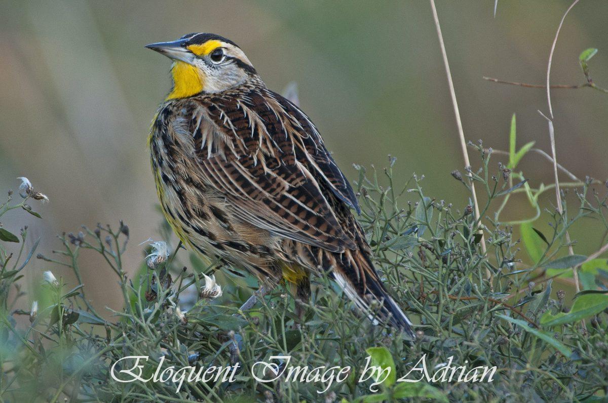 Eastern Meadowlark